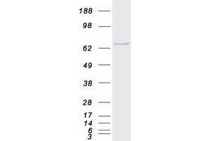 Validation with Western Blot (USP39 Protein (Myc-DYKDDDDK Tag))