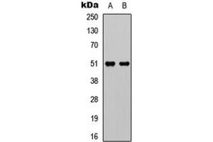 Western blot analysis of GPR152 expression in HEK293T (A), Raw264. (GPR152 antibody  (Center))