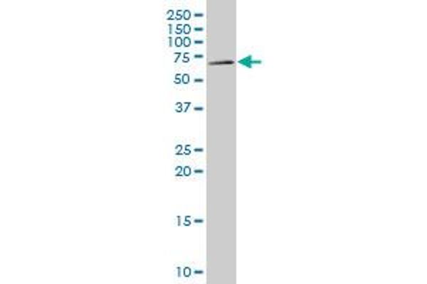MFRP antibody  (AA 480-579)