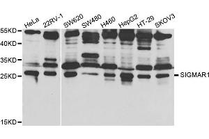 Western Blotting (WB) image for anti-sigma Non-Opioid Intracellular Receptor 1 (SIGMAR1) antibody (ABIN1876667)