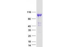 PDE11A Protein (Transcript Variant 4) (Myc-DYKDDDDK Tag)