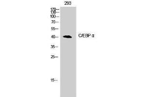 Western Blotting (WB) image for anti-CCAAT/enhancer Binding Protein (C/EBP), alpha (CEBPA) (Ser2409) antibody (ABIN3174085) (CEBPA antibody  (Ser2409))