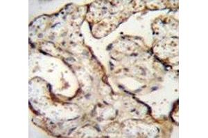 Anti-EGFR antibody immunohistochemistry analysis in formalin fixed and paraffin embedded human placenta tissue. (EGFR antibody  (AA 1004-1033))