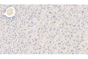 Detection of APOC3 in Mouse Liver Tissue using Polyclonal Antibody to Apolipoprotein C3 (APOC3) (APOC3 antibody  (AA 21-99))