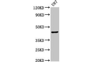 Western Blot Positive WB detected in: U87 whole cell lysate All lanes: IDO1 antibody at 2. (IDO1 antibody  (AA 1-403))