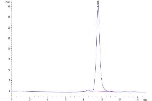 The purity of Biotinylated Human ENPP-3 is greater than 95 % as determined by SEC-HPLC. (ENPP3 Protein (AA 48-875) (His-Avi Tag,Biotin))