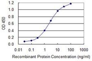Detection limit for recombinant GST tagged ZWINT is 0. (ZWINT antibody  (AA 1-277))