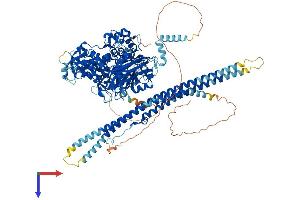 Phospholipase C beta 1 Protein (AA 1-1216) (His tag)