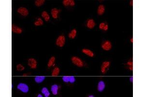 Confocal immunofluorescence analysis of U2OS cells using AKAP8 Polyclonal Antibody at dilution of 1:200. (AKAP8 antibody)