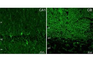 Indirect immunostaining of PFA fixed mouse brain sections (dilution 1 : 500). (GABRA1 antibody  (AA 28-43))