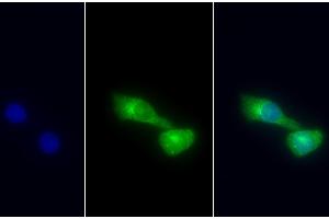 Immunofluorescence (IF) image for anti-Keratin 18 (KRT18) (AA 238-396) antibody (ABIN7433288)