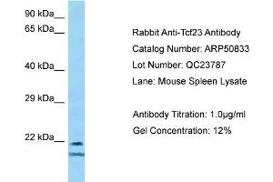 WB Suggested Anti-Tcf23 Antibody   Titration: 1. (TCF23 antibody  (Middle Region))