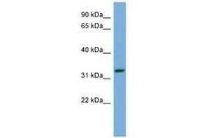 Image no. 1 for anti-ATG3 Autophagy Related 3 (ATG3) (AA 215-264) antibody (ABIN6745681) (ATG3 antibody  (AA 215-264))