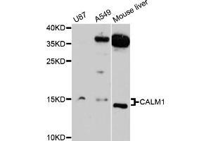 Western blot analysis of extracts of various cell lines, using CALM1 antibody (ABIN1871401) at 1:3000 dilution. (Calmodulin 1 antibody)