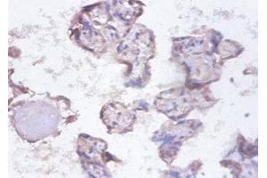 Immunohistochemistry of paraffin-embedded human placenta tissue using ABIN7155134 at dilution of 1:100 (SYNCRIP antibody  (AA 2-191))