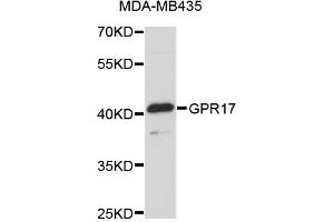 Western blot analysis of extracts of MDA-MB-435 cells, using GPR17 antibody (ABIN5972071). (GPR17 antibody)