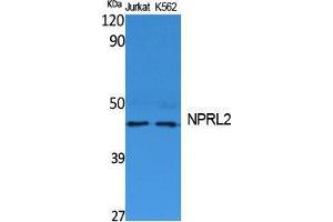 Western Blotting (WB) image for anti-Nitrogen Permease Regulator-Like 2 (S. Cerevisiae) (NPRL2) (C-Term) antibody (ABIN3187645) (NPRL2 antibody  (C-Term))