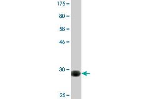 Western Blot detection against Immunogen (29. (PLEKHA6 antibody  (AA 1-30))