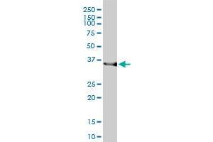 HMOX2 monoclonal antibody (M01), clone 1D8-1A8 Western Blot analysis of HMOX2 expression in HepG2 . (HMOX2 antibody  (AA 1-316))