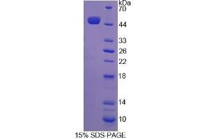 SDS-PAGE (SDS) image for Interferon, beta 1, Fibroblast (IFNB1) (AA 22-185) protein (His tag,GST tag) (ABIN1878484) (IFNB1 Protein (AA 22-185) (His tag,GST tag))