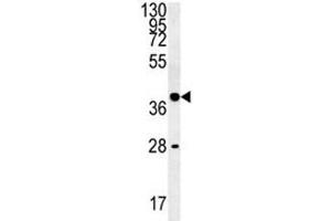 WNT8B antibody western blot analysis in K562 lysate (WNT8B antibody  (AA 323-351))