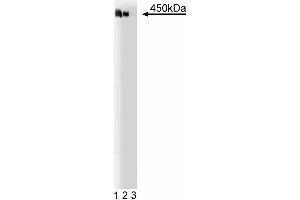 Western blot analysis of AKAP450 on a Jurkat cell lysate (human T-cell leukemia, ATCC TIB-152). (AKAP9 antibody  (AA 17-130))