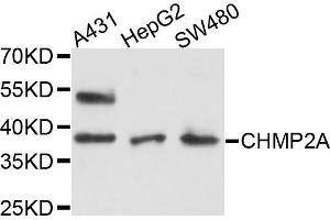 Western blot analysis of extracts of various cell lines, using CHMP2A antibody (ABIN5997440) at 1/1000 dilution. (CHMP2A antibody)