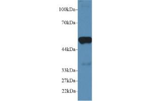 Western Blot; Sample: Mouse Heart lysate; Primary Ab: 2µg/ml Rabbit Anti-Mouse PTGES2 Antibody Second Ab: 0. (PTGES2 antibody  (AA 144-384))
