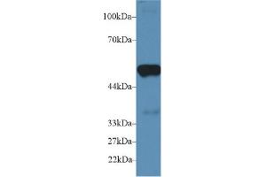 Western Blot; Sample: Mouse Heart lysate; Primary Ab: 2µg/ml Rabbit Anti-Mouse PTGES2 Antibody Second Ab: 0.