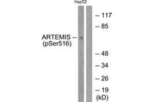 Western blot analysis of extracts from HepG2 cells treated with EGF 200ng/ml 30', using Artemis (Phospho-Ser516) Antibody. (DCLRE1C antibody  (pSer516))