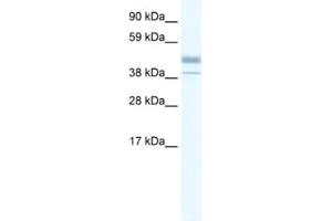Western Blotting (WB) image for anti-Estrogen-Related Receptor beta (ESRRB) antibody (ABIN2460265) (ESRRB antibody)