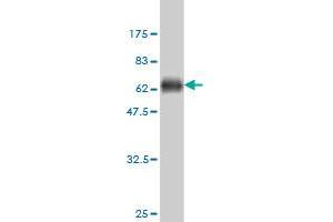 Western Blot detection against Immunogen (57. (Shugoshin antibody  (AA 1-292))