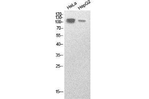 Western Blot (WB) analysis of HeLa, HepG2 cells using SREBP-1 Polyclonal Antibody. (SREBF1 antibody  (Internal Region))