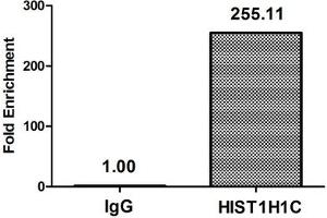 Chromatin Immunoprecipitation Hela (4*10 6 , treated with 30 mM sodium butyrate for 4h) were treated with Micrococcal Nuclease, sonicated, and immunoprecipitated with 8 μg anti-HIST1H1C (ABIN7139207) or a control normal rabbit IgG. (HIST1H1C antibody  (acLys96))