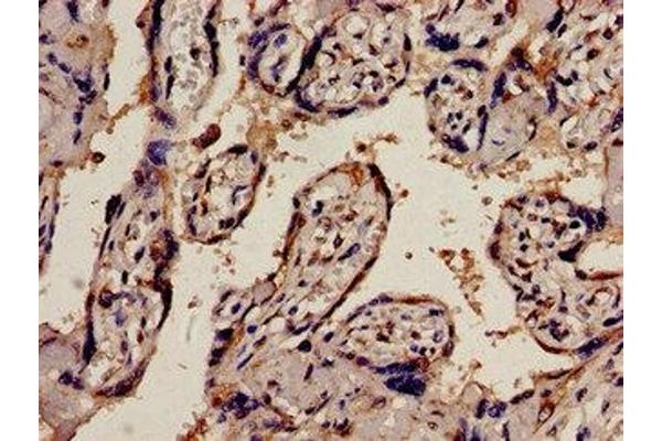 PEX1 antibody  (AA 927-1283)