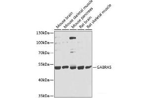Western blot analysis of extracts of various cell lines using GABRA5 Polyclonal Antibody at dilution of 1:1000. (GABRA5 antibody)