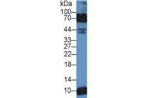Rabbit Detection antibody from the kit in WB with Positive Control: Sample Human lung lysate. (Decorin ELISA Kit)
