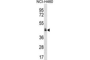 Western Blotting (WB) image for anti-Olfactory Receptor, Family 52, Subfamily N, Member 5 (OR52N5) antibody (ABIN2996692)