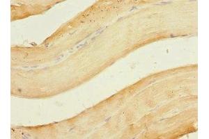 Immunohistochemistry of paraffin-embedded human skeletal muscle tissue using ABIN7162234 at dilution of 1:100 (OGFR antibody  (AA 1-280))