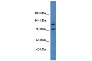 WB Suggested Anti-LONP2 Antibody Titration: 0. (LONP2 antibody  (C-Term))