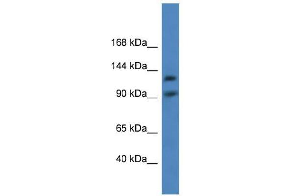 LONP2 抗体  (C-Term)