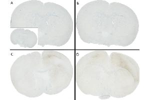 Immunohistochemistry (IHC) image for Synuclein, alpha (SNCA) (full length) (Active) protein (ABIN5651245)