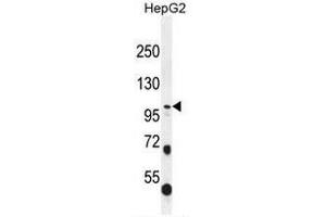 COL21A1 antibody  (Chain alpha 1, N-Term)