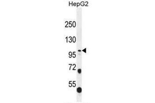 COL21A1 antibody  (Chain alpha 1, N-Term)