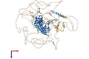 SCL/TAL1 Interrupting Locus (STIL) (AA 1-1262) protein (His tag)