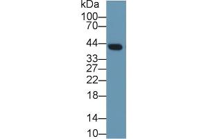 Western blot analysis of Mouse Lung lysate, using Rat CLU Antibody (1 µg/ml) and HRP-conjugated Goat Anti-Rabbit antibody ( (Clusterin antibody  (AA 227-447))