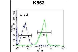 ZN Antibody (N-term) (ABIN656322 and ABIN2845621) flow cytometric analysis of K562 cells (right histogram) compared to a negative control cell (left histogram).