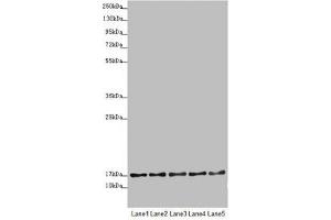Western blot All lanes: TIMM17B antibody at 1. (TIMM17B antibody  (AA 1-172))