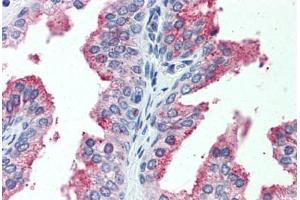 Anti-CDCP1 antibody  ABIN960753 IHC staining of human prostate.