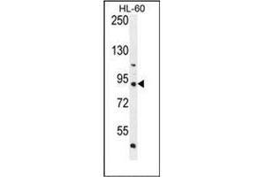 Western blot analysis of KIAA1586 Antibody (N-term) Cat. (KIAA1586 antibody  (N-Term))